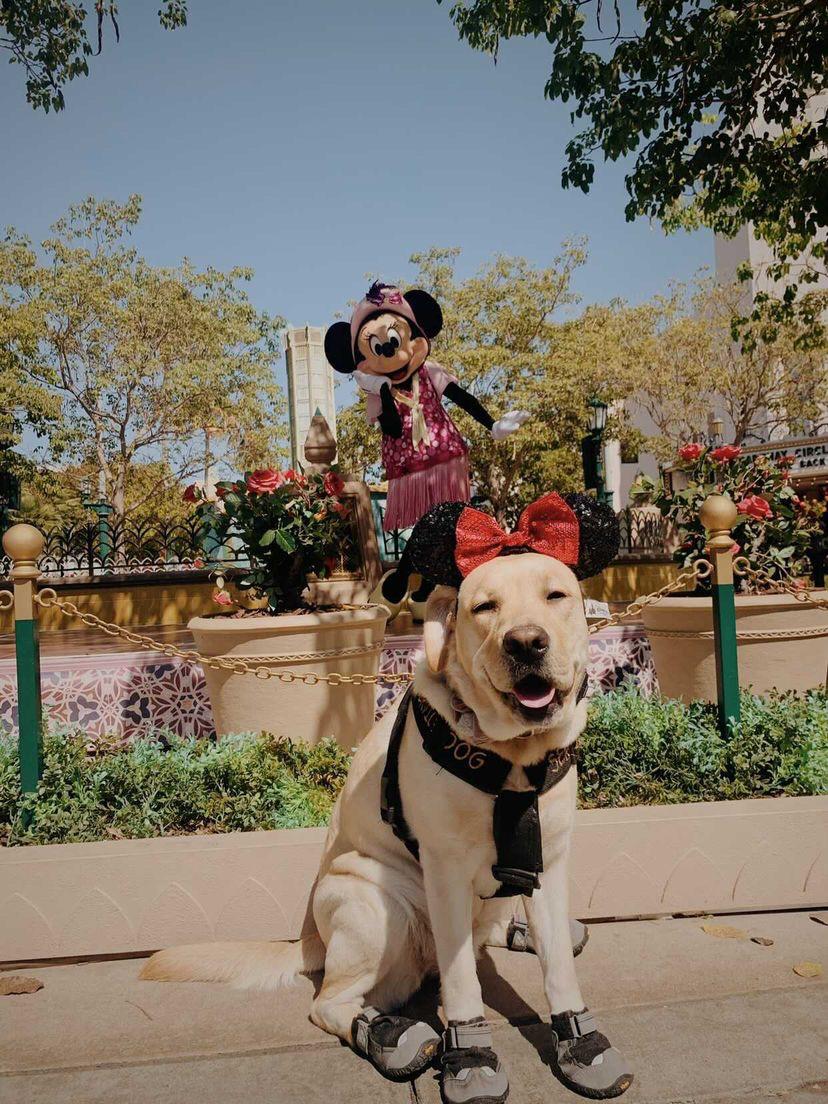 Nala rests in front of a Minnie Mouse statue while visiting Disneyland for the first time. Owner Maria Arguelles dressed Nala in Minnie Mouse ears for their Disney adventure which can also be seen on Nala's Instagram @world.of.nala. Photo courtesy of Maria Arguelles