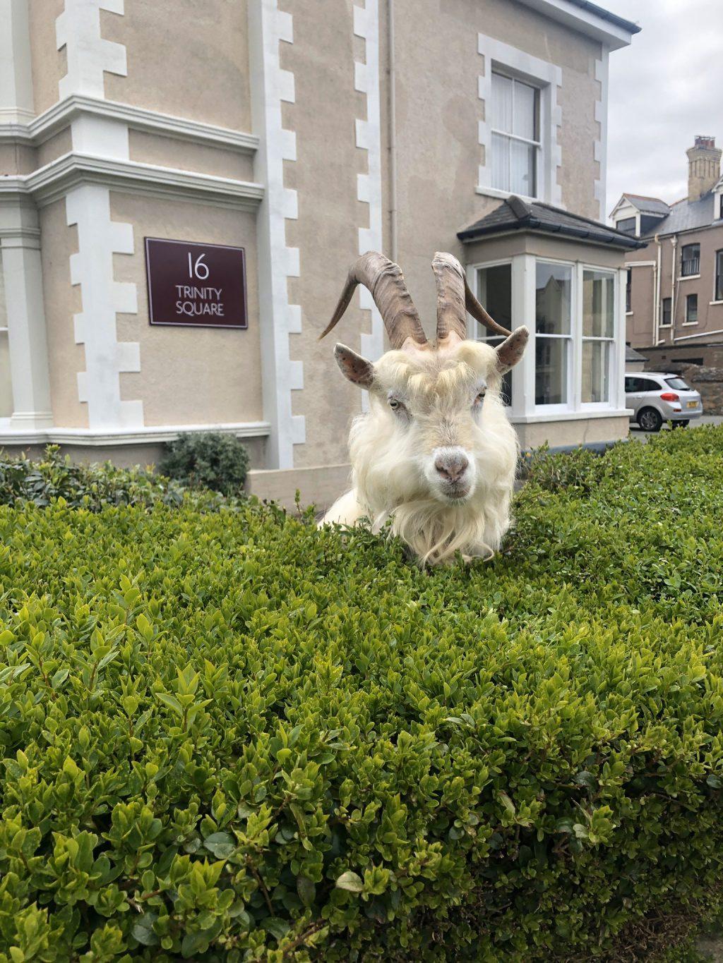 A goat pops out of a hedge in northern Wales, where a herd of 122 Kashmiri goats have taken over a small town. Andrew Stuart, journalist for the Manchester Evening News and now self-proclaimed "goat correspondent" — per his Twitter bio — took the above photo with the caption, "I, for one, welcome our goat overlords." Photo courtesy of Andrew Stuart, Twitter