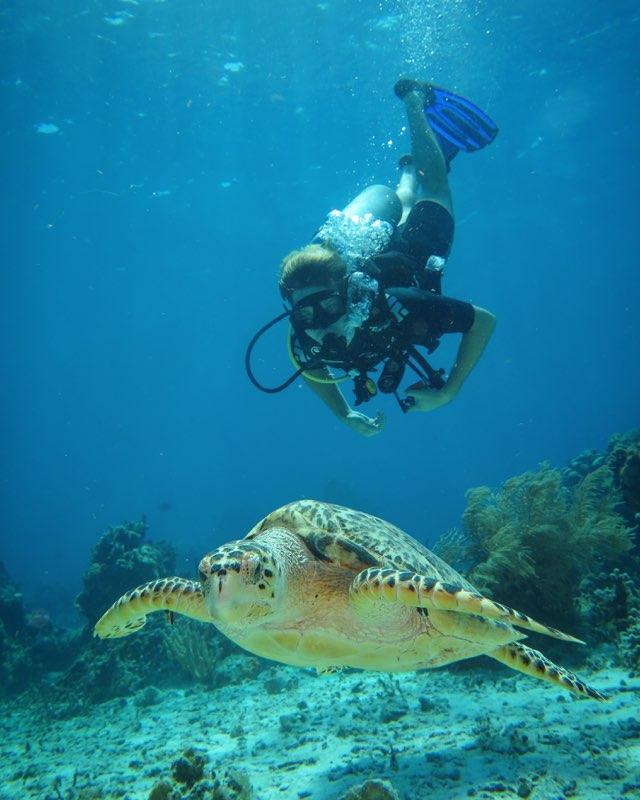 Senior Jon Feyer plunges deep by a sea turtle during a scuba diving trip in Mexico. While the Scuba Club is unable to meet in person, Lucey said she posts scuba safety and reaches out to new members on the group's social media platforms. Photo courtesy of Jon Feyer