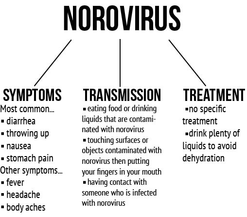 norovirus transmission