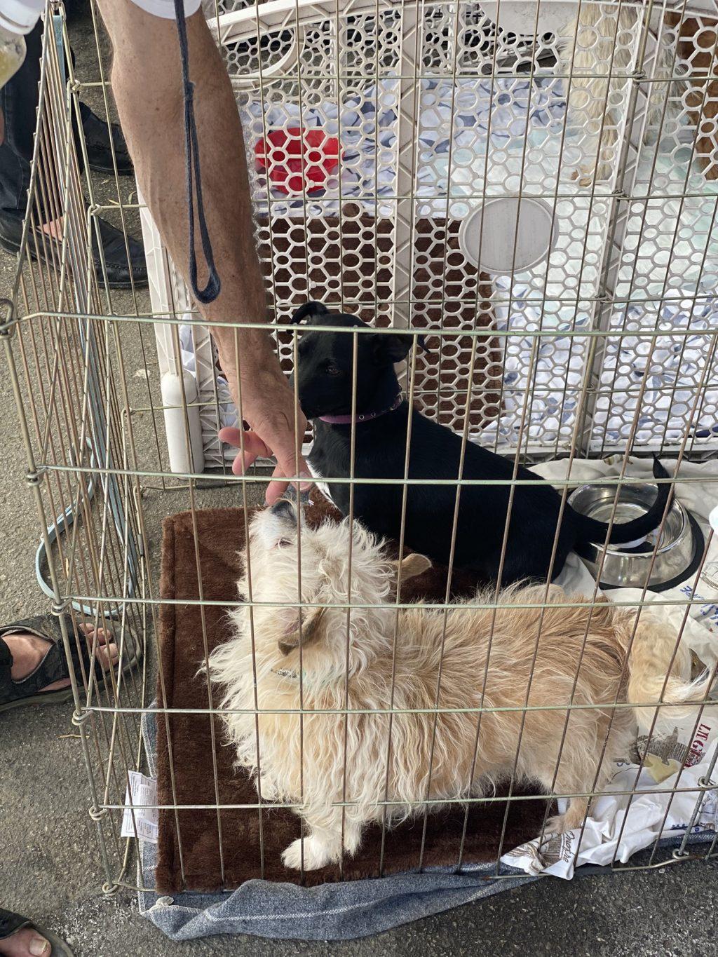 Co-founder Ed Alexander reaches down to pet the dogs inside their cages. Signs were posted outside of the cages with a description of each dog for those interested in adopting to read.