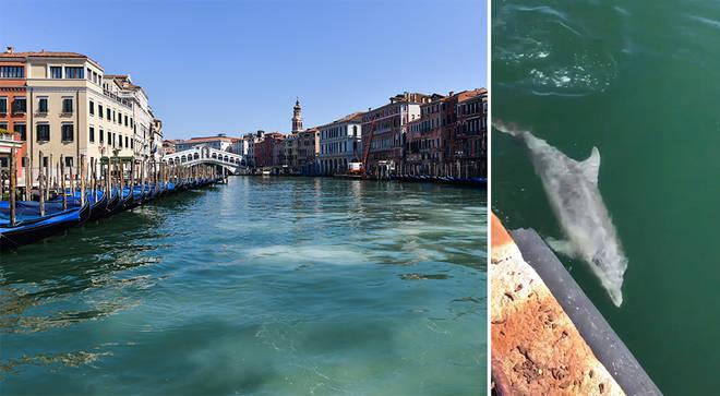 The canals of Venice, Italy, flow clear and empty in the absence of usual boat traffic, allowing residents to spot wildlife for the first time in decades. Photos by Getty, Twitter