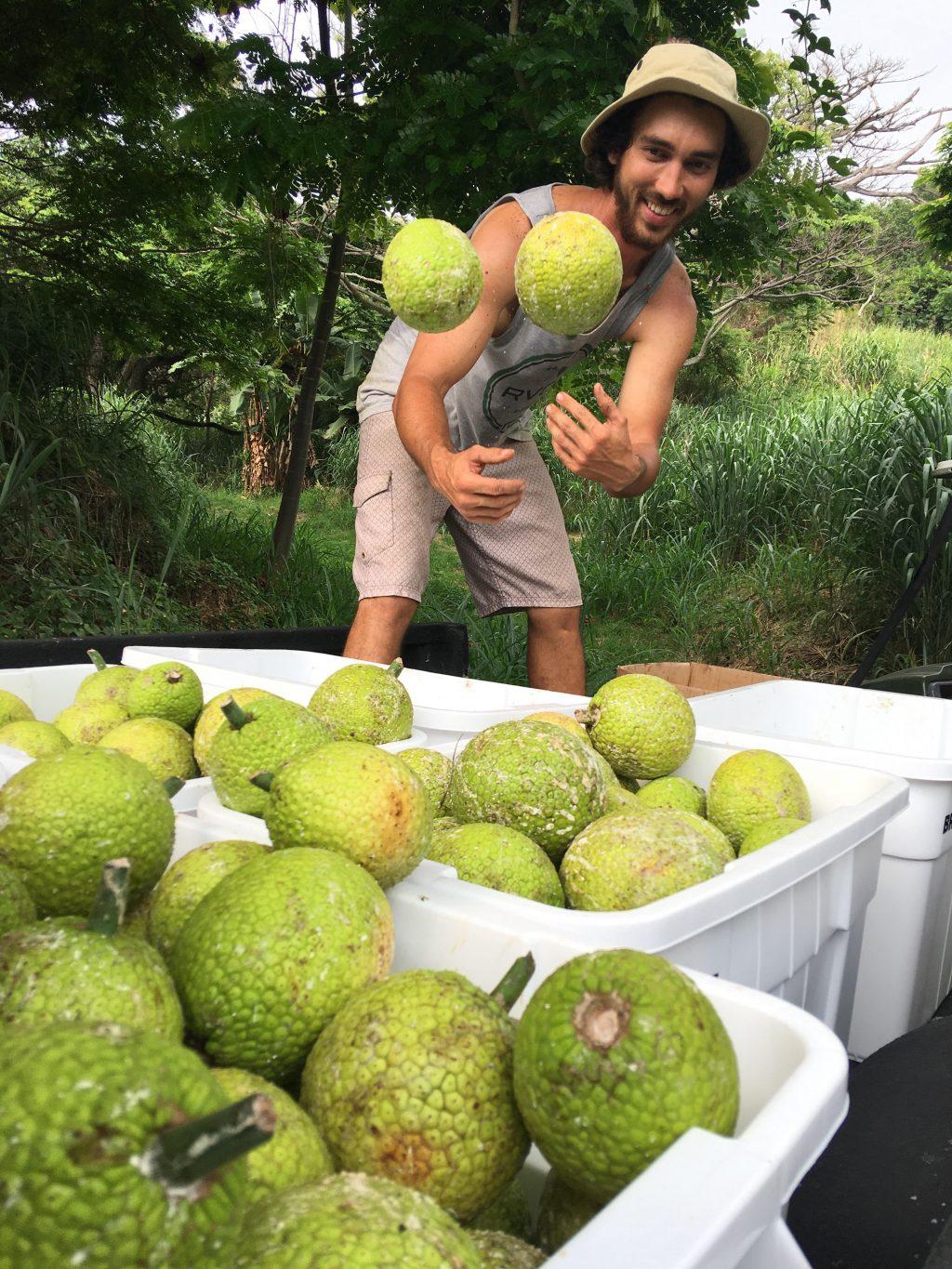 A worker at Hawaiʻi ʻUlu Producers Cooperative tosses ʻulu (Hawaiian for breadfruit) into a bin. The cooperative, one of the many organizations supported by Ulupono Initiative, works with the Hawaiʻi Food Basket to provide those in need on Hawaiʻi Island with steamed and frozen ‘ulu, ‘uala (Hawaiian for sweet potato) and squash during the COVID-19 pandemic. Photo courtesy of the Hawai‘i ‘Ulu Producers Cooperative.