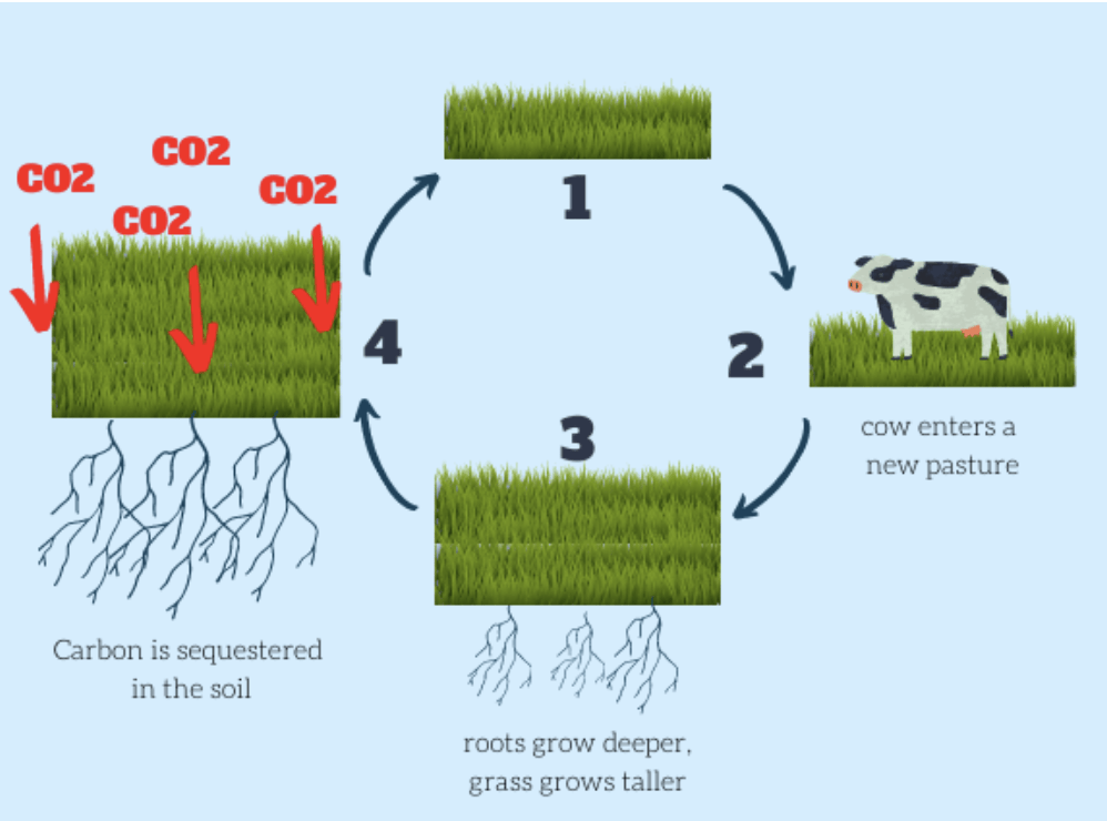 Can Grass-Fed Beef Feed the Planet?  The Benefits of Sustainable Farming