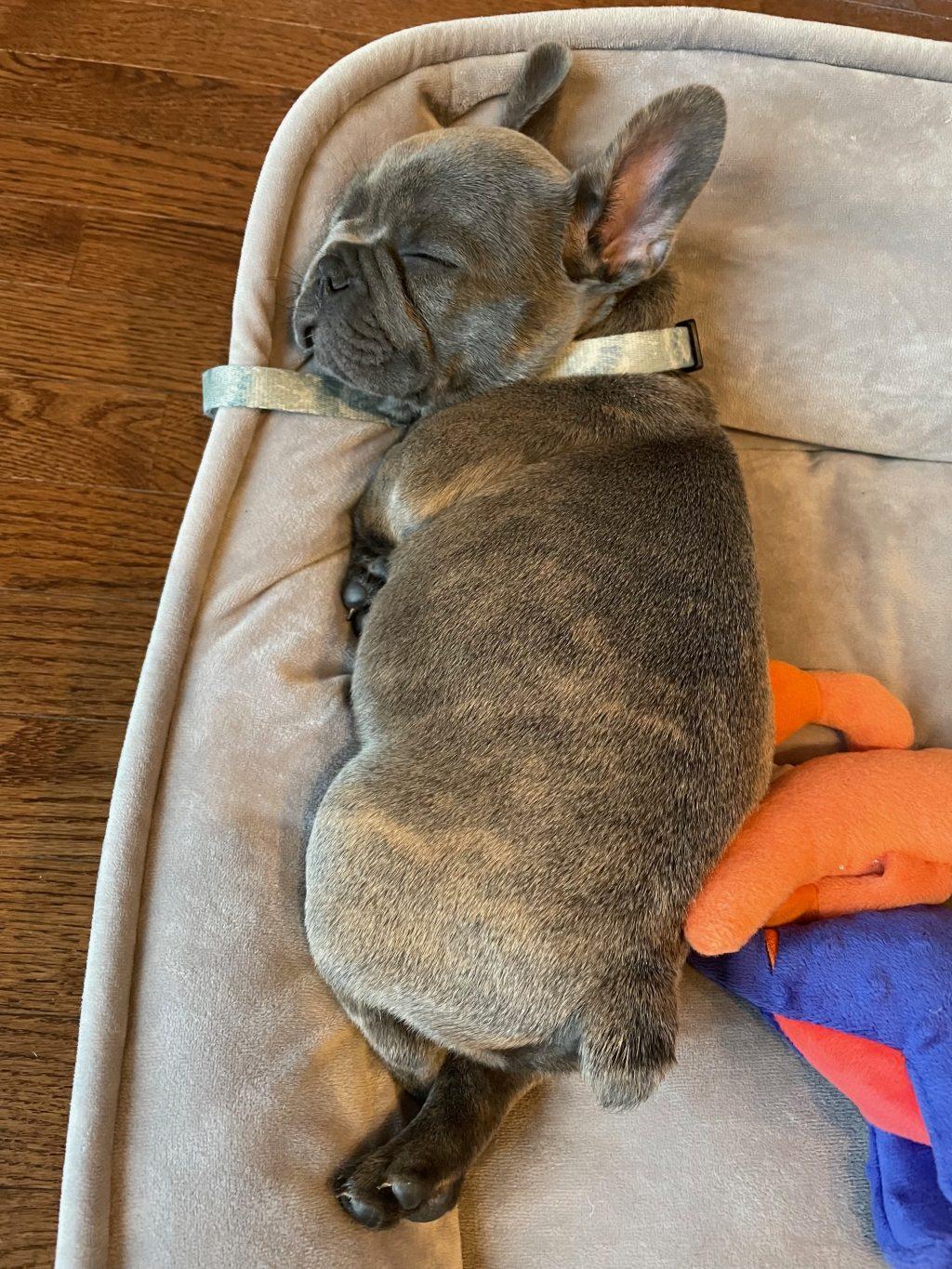 Alfie cuddles up on his bed after a long day of playing with his favorite purple cow toy. Asha Weir said her mom has sent her a video of Alfie every day since she moved to campus. Photo courtesy of Asha Weir