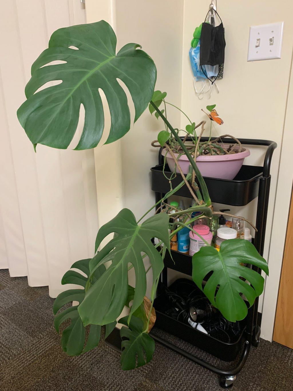A Monstera plant thrives in Lauren Kinder's dorm. Kinder said the plant is her favorite since it used to belong to her grandmother. Photo courtesy of Lauren Kinder