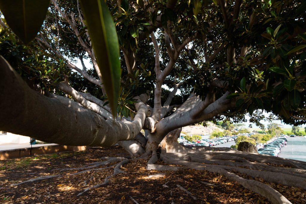 The Moreton Bay fig stands as the largest tree on campus both in trunk width and size of canopy. The shade from the tree can be used by students as a cool place to study. Photo by Dane Bruhahn