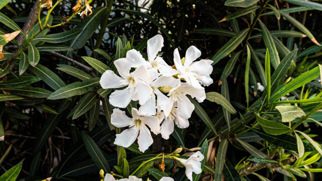 The white flower of the Oleander covers the bush drawing attention to students walking by. In the past, people referred to Oleander as a weed because of its fast-growing rate.