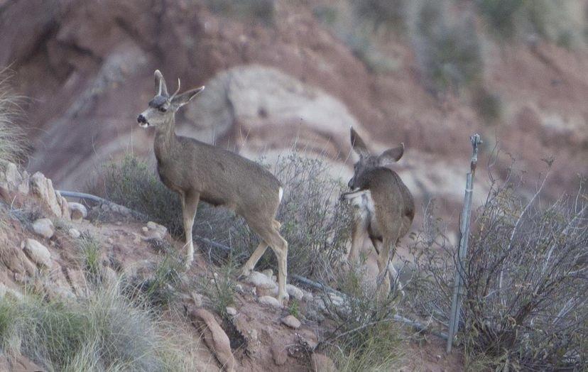 Two deer take a stroll through the hills surrounding Pepperdine. 84% of a mountain lion's prey is deer, Barboza said. Photo courtesy of Tim Horton