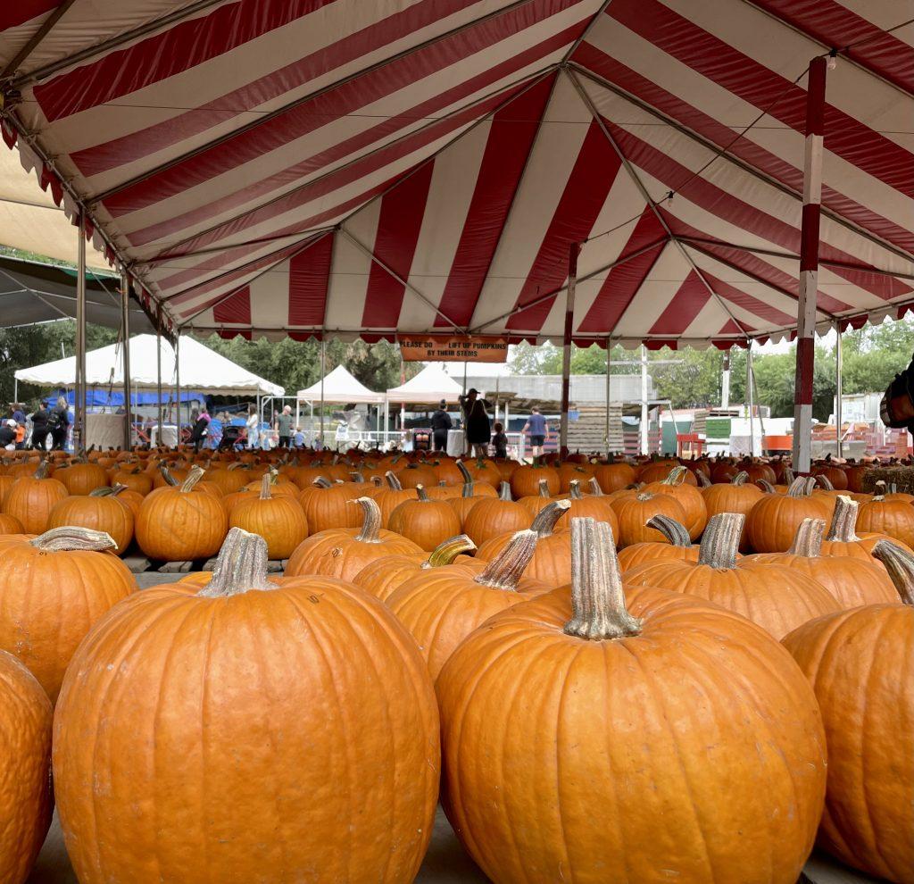 Rows of pumpkins adorn the property, making it easy for guests to find their pumpkin for the season at Tapia Farms on Oct. 7. Whether exploring their corn maze or picking the perfect pumpkin, the farm provides an excellent location to embrace the fall season. Photo by Lauren Goldblum