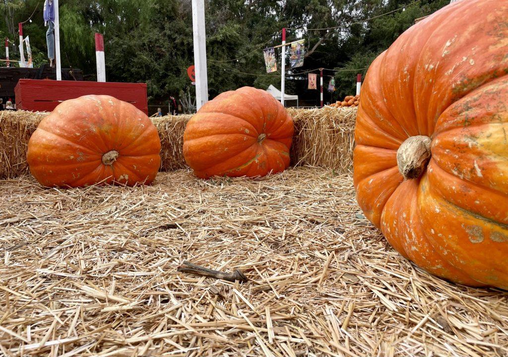 Jumbo-sized pumpkins make the perfect pumpkin carving challenge at Tapia Farms on Oct 1. The patch offered a wide selection of pumpkins, from munchkins to jumbo-sized. Photo by Lauren Goldblum