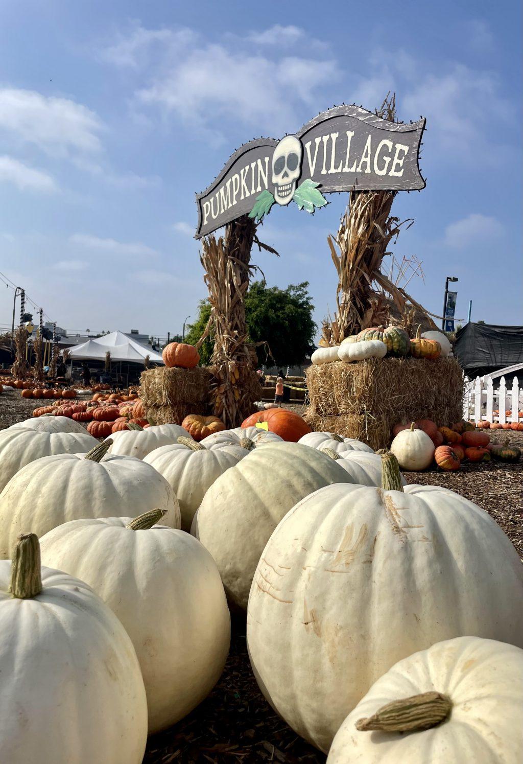An assortment of pumpkins at Mr. Bones scatters the patch, complimenting the fall ambiance Oct. 7. The pumpkin and tipi villages provided a backdrop for fall photos, complete with spooky lights for a visit at dusk. Photo by Lauren Goldblum