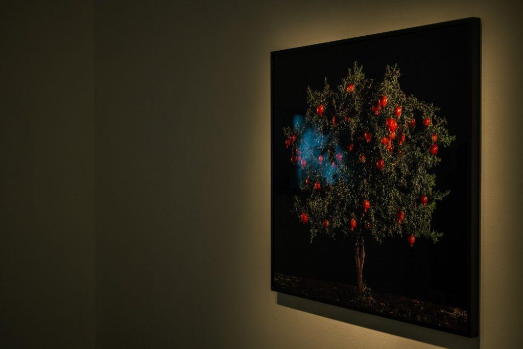 Tal Shochat&squot;s "Rimon (Pomegranate)" hangs on the back wall of the first room where the exhibit is displayed in, on Sept. 10. The tree&squot;s vibrant fruit was displayed in high contrast to the black background of the photo.
