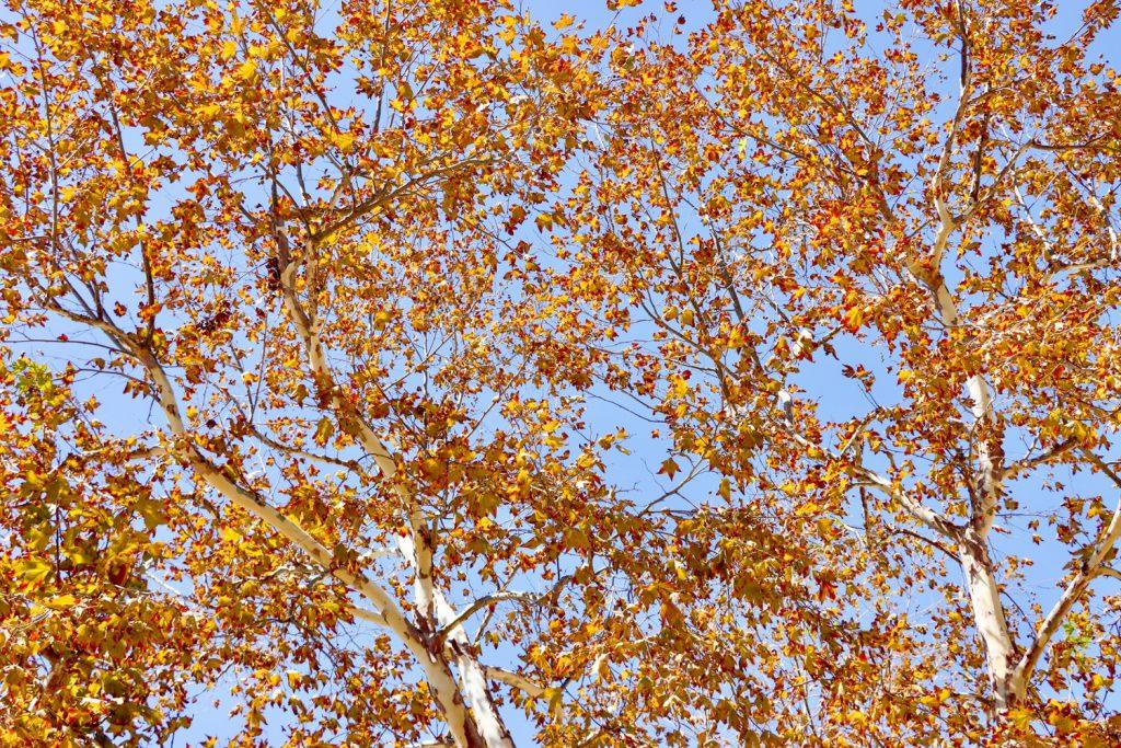 fall leaves on campus September 23