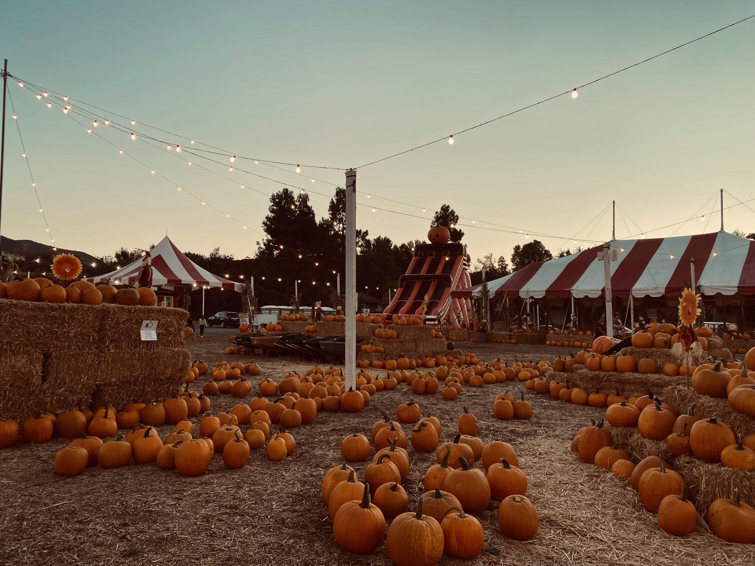 Review: Patch Ya Later! Pumpkin Patches Most Catch Graphic Pepperdine Pleasant L.A.\'s 