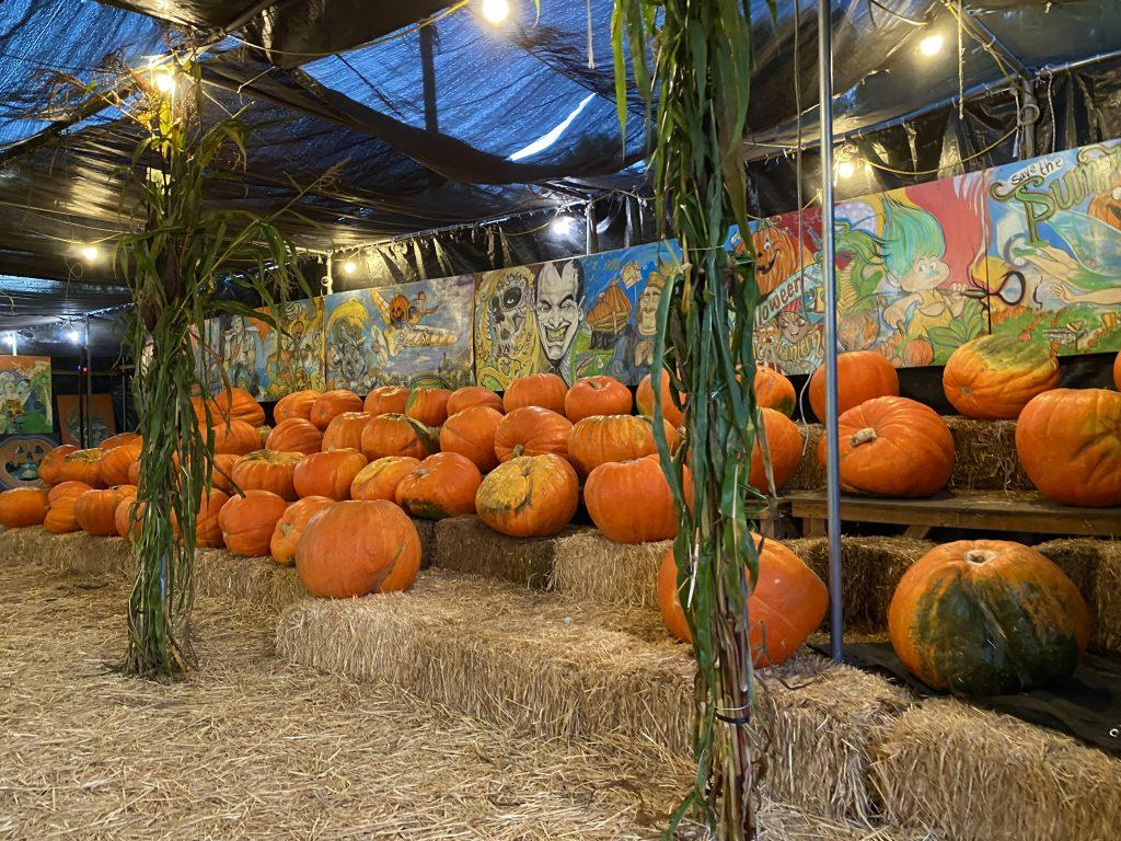 Large, state-fair-sized pumpkins are displayed at the Toluca Lake Pumpkin Festival on Sep. 30, alongside decorative stalks. Every year, pumpkins weighing over 150 pounds each are grown and sold at the Pumpkin Festival. Photo by Emma Ibarra