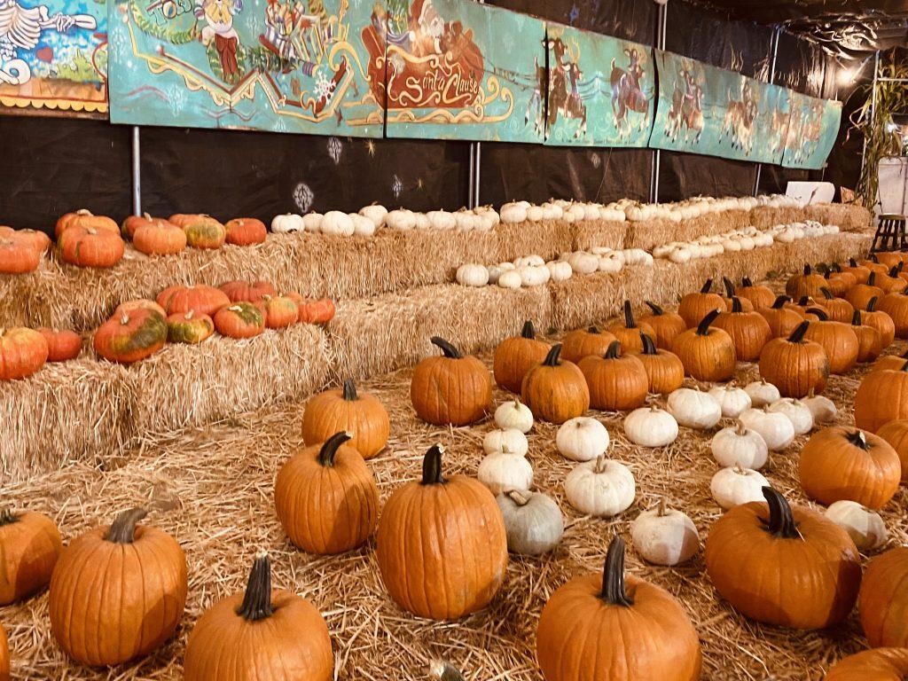 The Pumpkin Festival offers various sizes and colors of pumpkins laid on hay bails Sept. 30. Over the years, consistent guest turnout has made the Pumpkin Festival a popular event for Los Angeles residents. Photo by Emma Ibarra