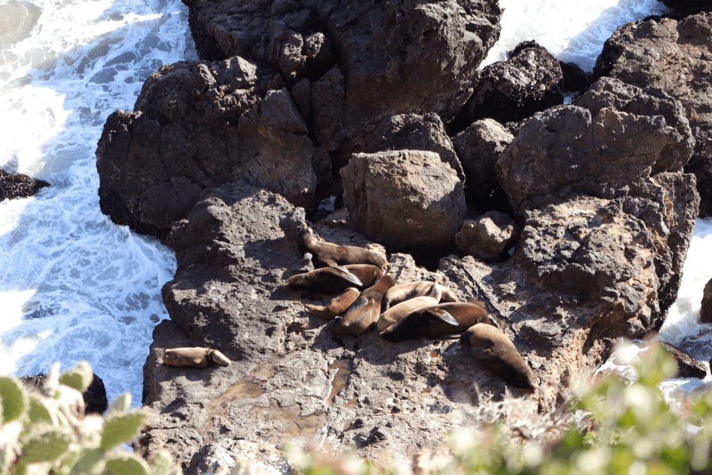 A herd of sea lions sunbathe on a cluster of Point Dume rocks Feb. 15. The California Wildlife Center rescues, rehabilitates and releases marine animals like sea lions.