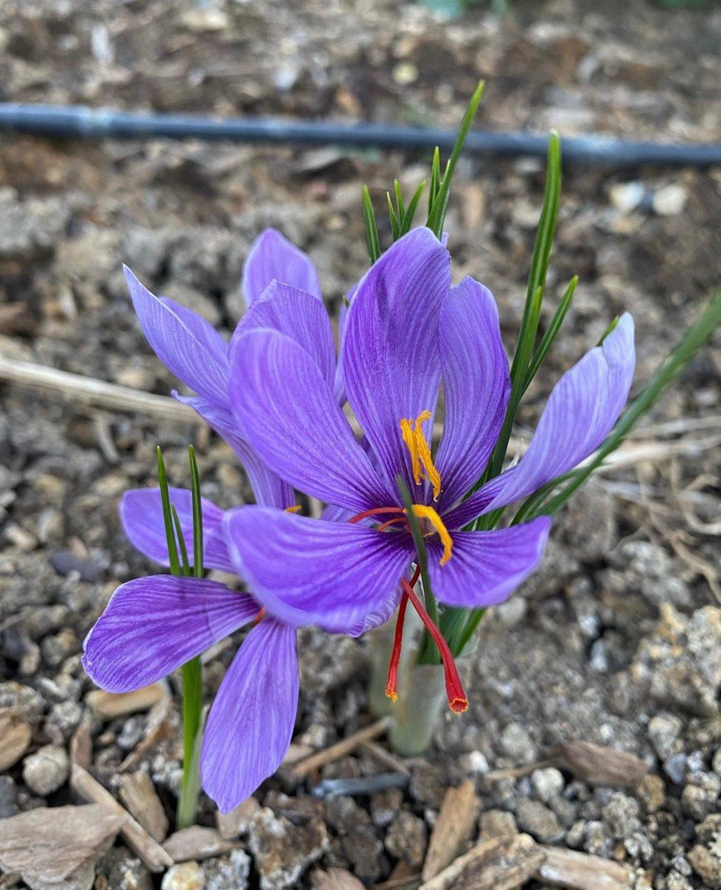 Saffron blooms at the community garden Nov. 3. Saffron is the red thread of this flower, which is used to season food and color textiles. Photo courtesy of Mallory Finley