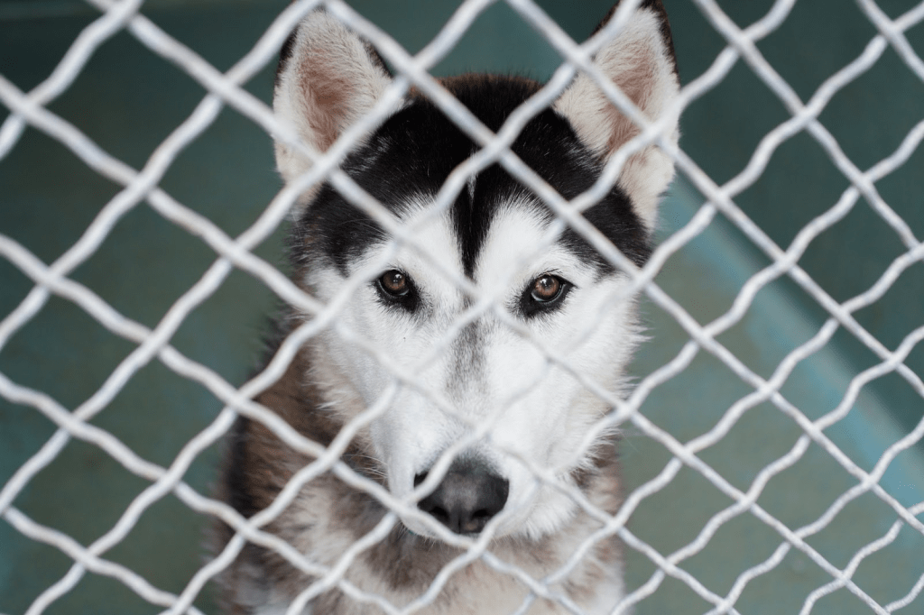 A husky living in one of the kennels at Agoura Animal Care Center waits to be adopted April 17. With dogs needing regular social and physical exercise, shelter volunteers have been an essential force in providing this enrichment, said Ariel Dengrove, Best Friends LA marketing specialist.
