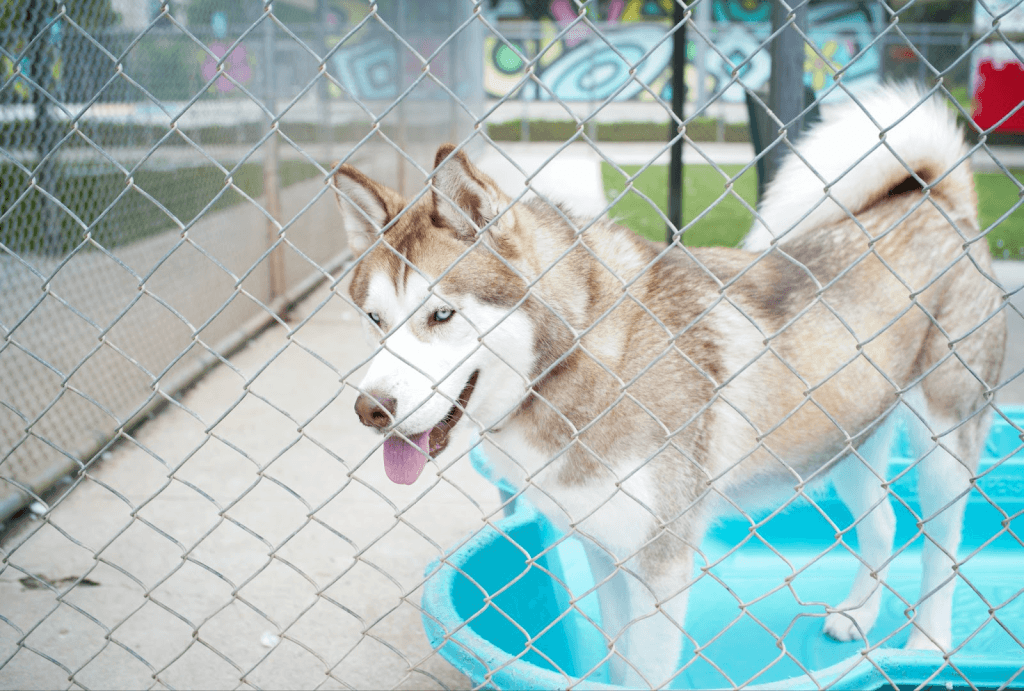 A husky plays in one of the larger kennels at Agoura Animal Care Center on April 17. Agoura’s shelter has not experienced animal overcrowding, which has allowed them to allot one dog per kennel and even pull from other shelters to alleviate overcrowding in those facilities, said Dr. Dana Deperno, Malibu Coast Animal Hospital veterinarian.