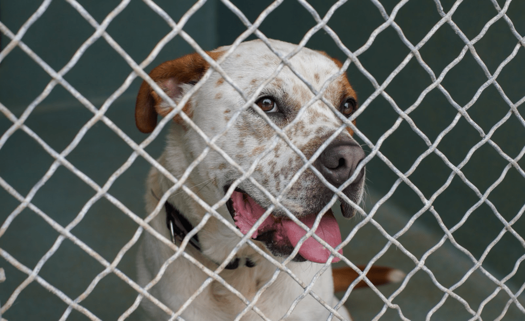 A pit bull mix living in one of the kennels at the Agoura Animal Care Center waits to be adopted April 17. With prolonged stays, dogs in particular begin to show anxiety with less activity, repetitive behaviors and barking, according to Tufts University.