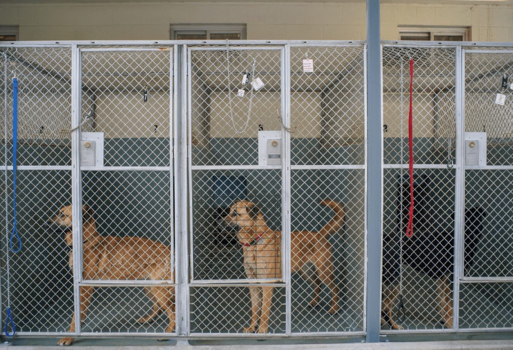 Three dogs live side-by-side in kennels at Agoura Animal Care Center on April 17. CalAnimals is an umbrella organization fighting for animals in shelters, Berg said.
