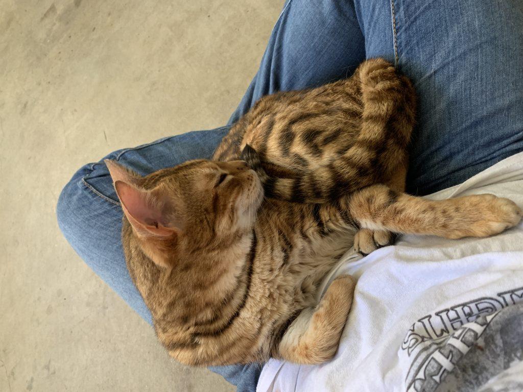 Huene with her cat, Autumn, taken at her home in April 2019. Autumn is a Bengal cat, Huene said. Photo courtesy of Anna Huene