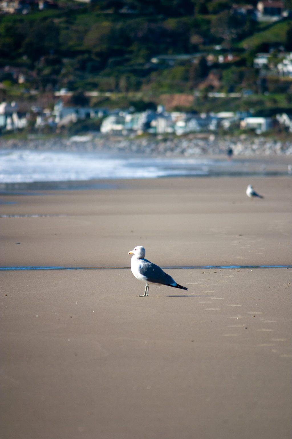 A seagull sits on the sea shore at Zuma Beach on Feb. 11. Malibu has boasted a population of about 350,000 seagulls in recent years.