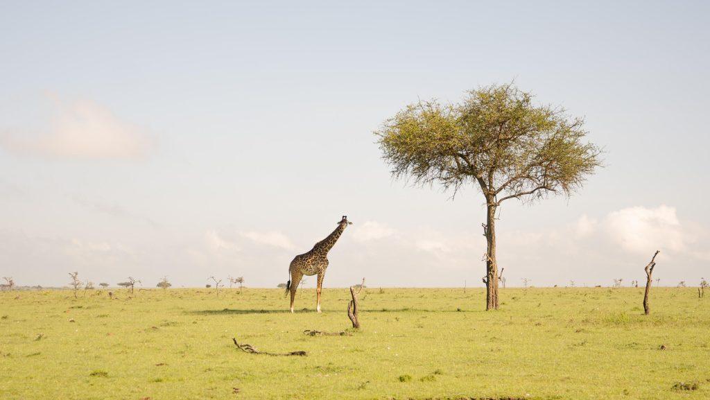 A giraffe stands out in the Mara on Feb. 15. Giraffes were some of the first animals that students saw on the game drives. Photo courtesy of Dane Mahlzan