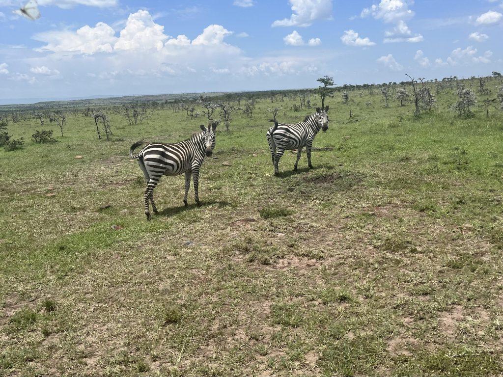 Two zebras graze in the Mara on Feb. 14. Students spotted zebras on their game drives. Photo by Alicia Dofelmier