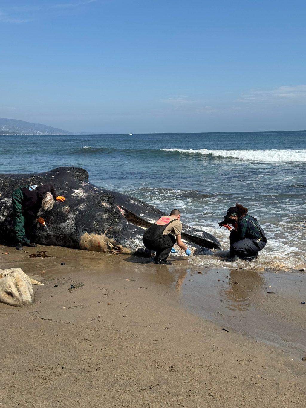The California Wildlife Center and the Ocean Animal Response and Research Alliance collected samples of the whale carcass March 16, after it washed ashore Little Dume Beach to determine the cause of death. The CWC planned to share the data with the Malibu community, Henderson said. Photo courtesy of the California Wildlife Center