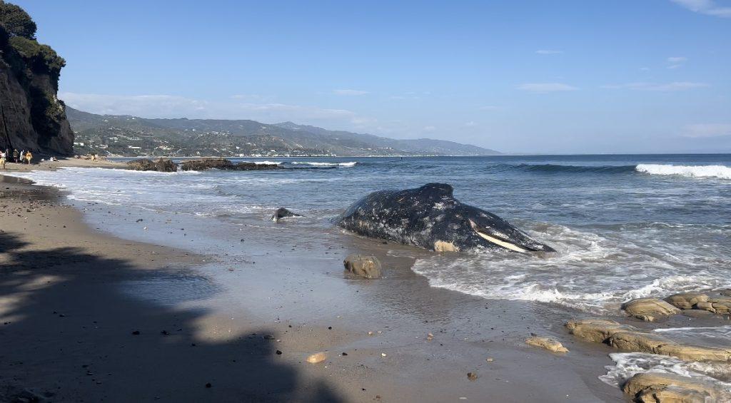 A juvenile gray whale washed ashore Little Dume Beach on March 16. The whale died shortly after it was found on the beach. Photo by Gabrielle Salgado