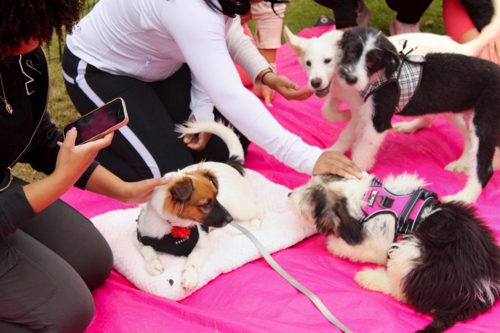 Pepperdine students pet the puppies at Puppy Yoga on Nov. 2 at the Seaside Lawn. Pups Without Borders, a nonprofit committed to rescuing dogs in the U.S. and Mexico, provided the puppies.