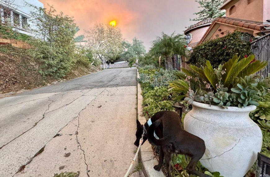 Local Animal Care Facilities Share Their Efforts During L.A. County Wildfires