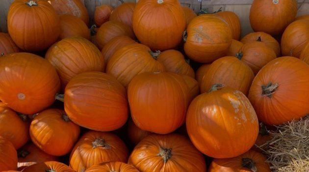 Sweaters Under Sunny Skies: Students Find Fall in a Place That Feels Like Summer